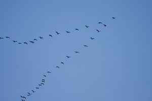 Great_cormorant_flock